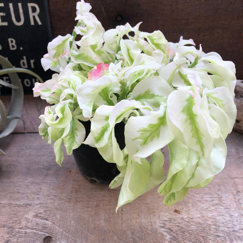 矮性の大銀竜♡ペディランサス♡超希少♡多肉植物♡観葉植物 アート