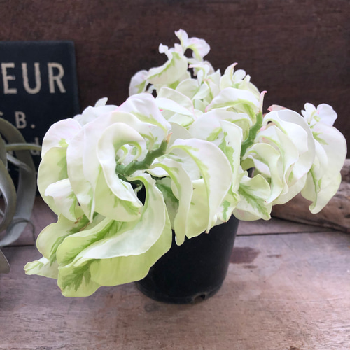 矮性の大銀竜♡ペディランサス♡超希少♡多肉植物♡観葉植物 アート