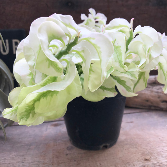 矮性の大銀竜♡ペディランサス♡超希少♡多肉植物♡観葉植物 アート