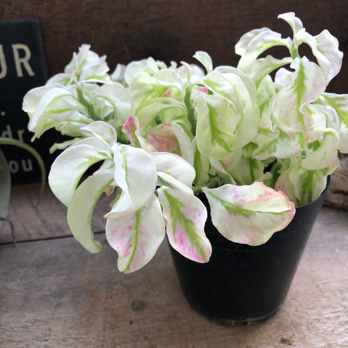 矮性の大銀竜♡ペディランサス♡超希少♡多肉植物♡観葉植物 アート