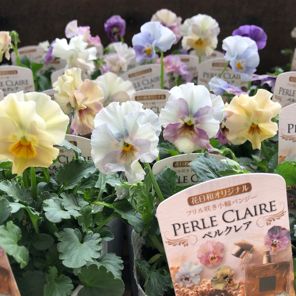 ペルクレア2個セット♡フリル咲きパンジー♡花日和 アートフラワー