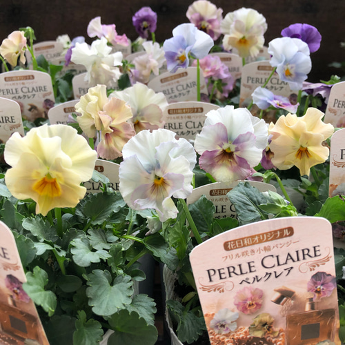 ペルクレア2個セット♡フリル咲きパンジー♡花日和 アートフラワー