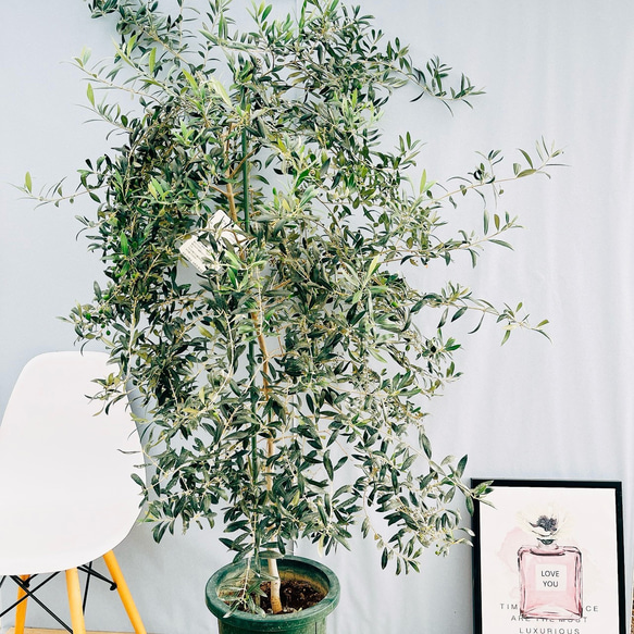現品］【希少】 ☆実付き☆ オリーブ アルベキーナ 10号 観葉植物 レア