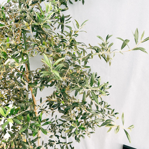 19800円より3000円お値引き販売です。沢山実付オリーブ・アルベキナ