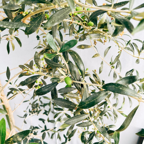 現品］【希少】 ☆実付き☆ オリーブ アルベキーナ 10号 観葉