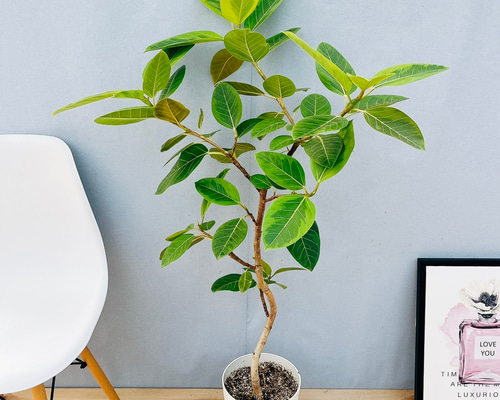 現品］51番 フィカス アルテシマ 曲がり 7号 観葉植物 室内 ゴムの木