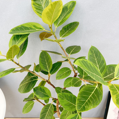 現品］51番 フィカス アルテシマ 曲がり 7号 観葉植物 室内 ゴムの木