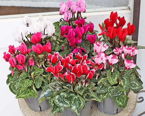 花苗 ガーデンシクラメン ミニシクラメン ホワイト ピンク レッド