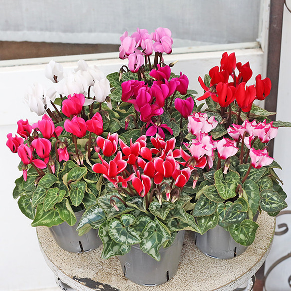 花苗 ガーデンシクラメン ミニシクラメン ホワイト ピンク レッド