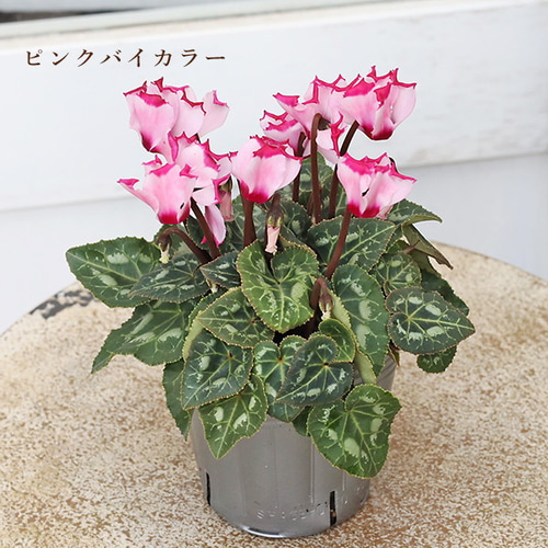 花苗 ガーデンシクラメン ミニシクラメン ホワイト ピンク レッド