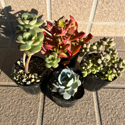 多肉・ブルーシャトー その他素材 tamosa4 通販 8574273｜Creema(クリーマ)