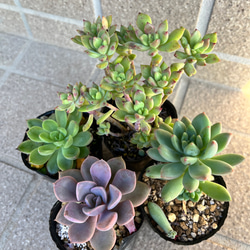 多肉・ブルーシャトー その他素材 tamosa4 通販 8574273｜Creema(クリーマ)