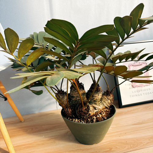 現品］N2 ザミア メキシコソテツ 観葉植物 大型 室内