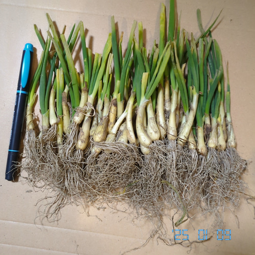 もみじ3号 晩生 たまねぎ苗 タマネギ苗 タマネギ 紅葉 モミジ 玉ねぎ