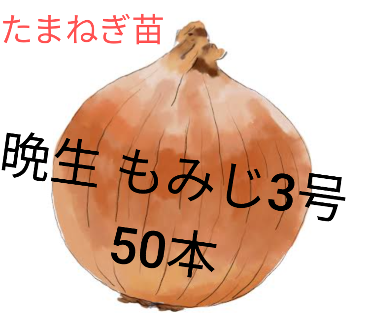 もみじ3号 1000本 玉ねぎ苗（もみじ3号）1000本 もみじ3号 晩生