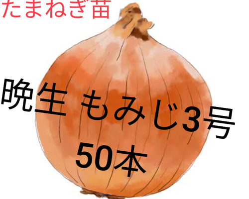 もみじ3号 晩生 たまねぎ苗 タマネギ苗 タマネギ 紅葉 モミジ 玉ねぎ