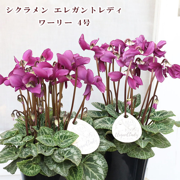 値下げSALE 花苗 シクラメン エレガントレディ ワーリー 4号 多年草
