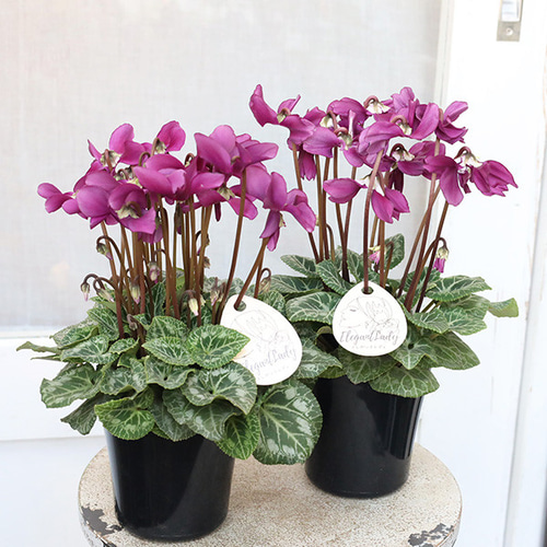 値下げSALE 花苗 シクラメン エレガントレディ ワーリー 4号 多年草