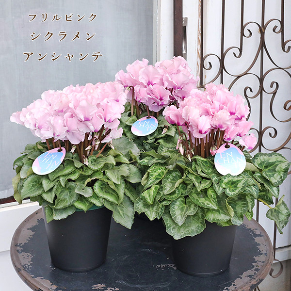 値下げセール 鉢花 フリル シクラメン アンシャンテ 5号 多年草 アンティーク ピンク おしゃれ
