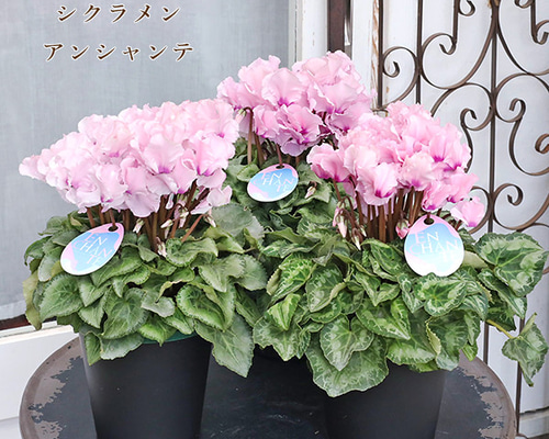 値下げセール 鉢花 フリル シクラメン アンシャンテ 5号 多年草