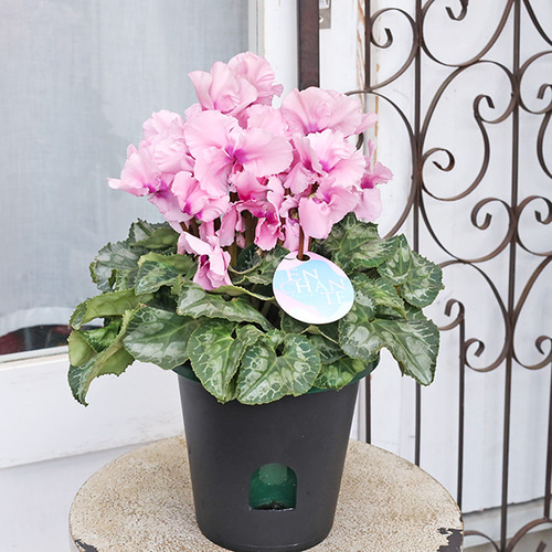 値下げセール 鉢花 フリル シクラメン アンシャンテ 5号 多年草