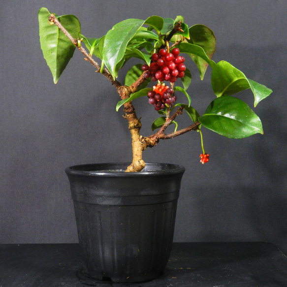 ☆ENGEI ichioki☆美男葛・ビナンカズラ・鉢物盆栽02◇丈夫な実成樹種