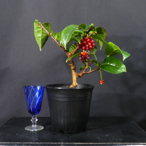 盆栽 ビナンカズラ 美男葛 ☆ENGEI ichioki☆美男葛・ビナンカズラ・鉢物盆栽02◇丈夫な実成樹種