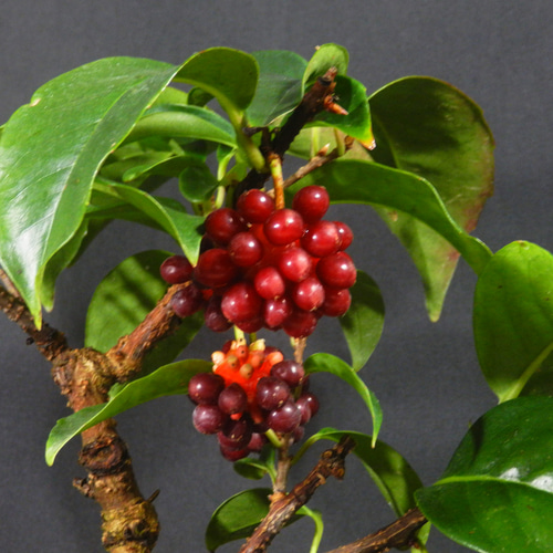 ☆ENGEI ichioki☆美男葛・ビナンカズラ・鉢物盆栽02◇丈夫な実成樹種