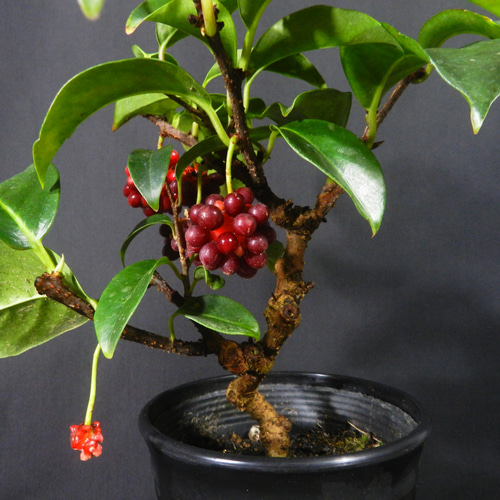 ☆ENGEI ichioki☆美男葛・ビナンカズラ・鉢物盆栽02◇丈夫な実成樹種