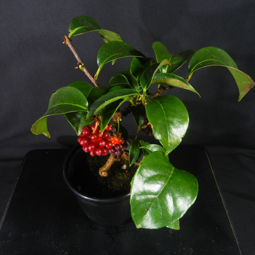 ☆ENGEI ichioki☆美男葛・ビナンカズラ・鉢物盆栽02◇丈夫な実成樹種