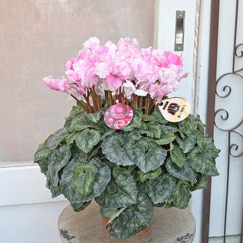 タジトウ【ギフト用】シクラメン『レジーナ・サーモンピンク』２鉢♪ タジトウ【ギフト用】シクラメン『レジーナ・サーモンピンク』2鉢