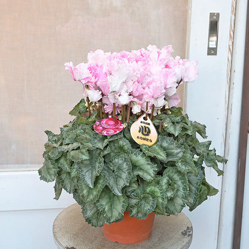 限定2個 鉢花 シクラメン キャンディーケーン 5号 多年草 華やか