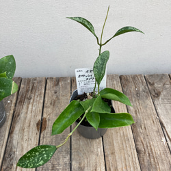ホヤ4種類セット＊カリストフィラ＊カウダータ＊ケンティアナ　バリエガタ＊パラシティカ　スプラッシュ＊観葉植物 14枚目の画像