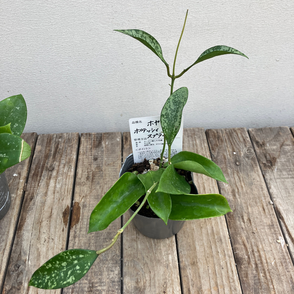 ホヤ4種類セット＊カリストフィラ＊カウダータ＊ケンティアナ　バリエガタ＊パラシティカ　スプラッシュ＊観葉植物 14枚目の画像