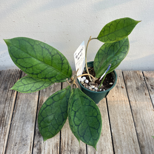 ホヤ5種類セット＊カリストフィラAH-003＊ユナ＊グラブラ ボメオ