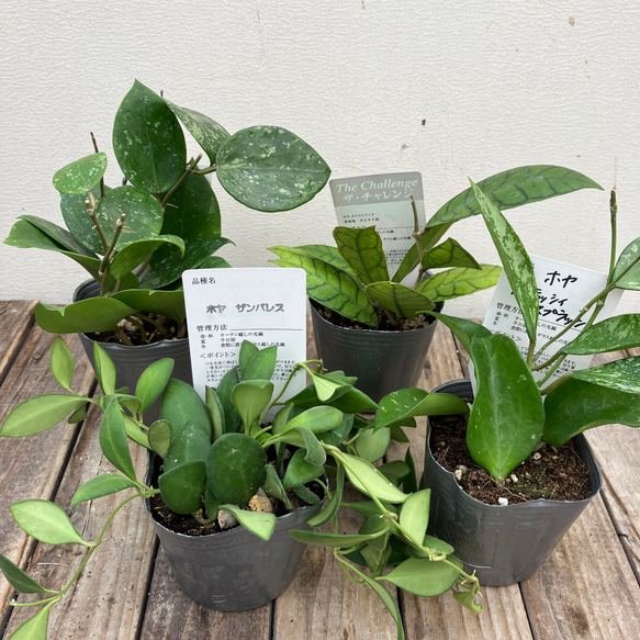 ホヤ4種類セット＊カリストフィラ＊カウダータ＊ケンティアナ　バリエガタ＊パラシティカ　スプラッシュ＊観葉植物 19枚目の画像