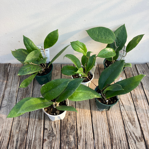 ホヤ5種類セット＊カリストフィラAH-003＊ユナ＊グラブラ ボメオ