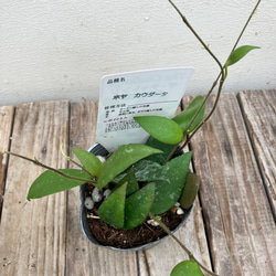 ホヤ4種類セット＊カリストフィラ＊カウダータ＊ケンティアナ　バリエガタ＊パラシティカ　スプラッシュ＊観葉植物 4枚目の画像