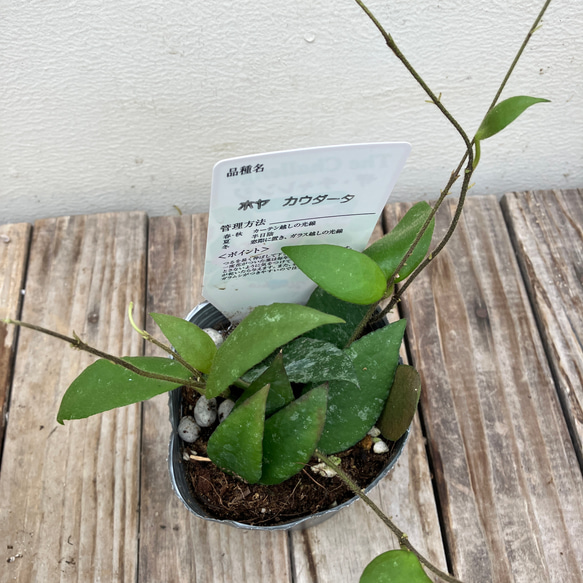 ホヤ4種類セット＊カリストフィラ＊カウダータ＊ケンティアナ　バリエガタ＊パラシティカ　スプラッシュ＊観葉植物 4枚目の画像
