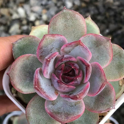 多肉植物 韓国苗 エケベリア MIX100苗セット 全て5センチ前後苗 多肉植物 韓国苗 エケベリア MIX訳あり苗100苗セット 3〜5センチ