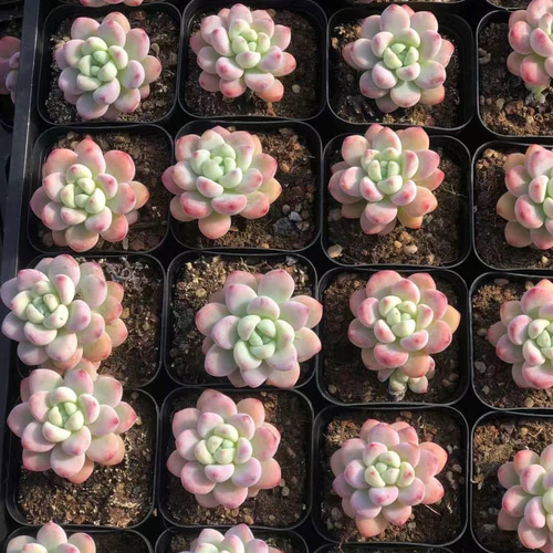 多肉植物 エケベリア ピンクラウル 4-5cm 抜き苗 1株 多肉植物 愛多肉