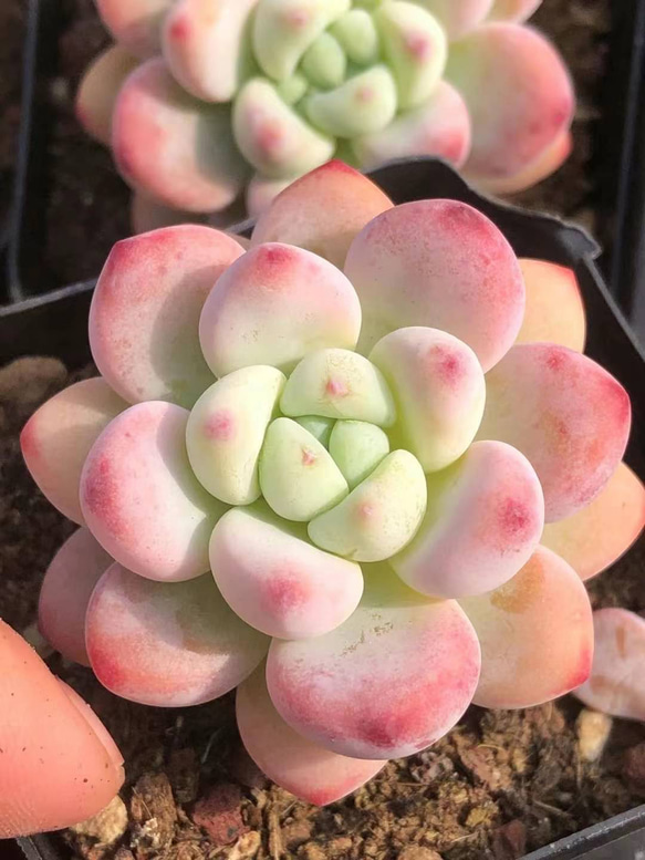 多肉植物 エケベリア ピンクラウル 4-5cm 抜き苗 1株 多肉植物 多肉植物 エケベリア ピンクラウル 4-5cm 抜き苗 1株 多肉植物