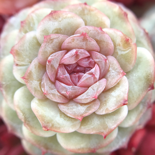 多肉植物 オリビア　抜き苗　エケベリア 多肉植物 エケベリア オリビア大群生株 抜き苗全量！！の通販 by