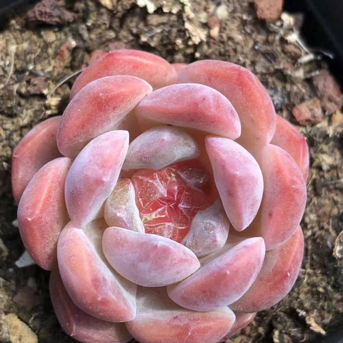 多肉☆白桃ソーダ・４苗・抜き苗 多肉植物 エケベリア 白桃ソーダ 4cm 抜き苗 1株 多肉植物 愛多肉-(AI