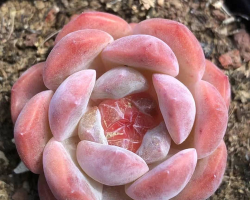 多肉植物 エケベリア 白桃ソーダ 4cm 抜き苗 1株 多肉植物 愛多肉-(AI