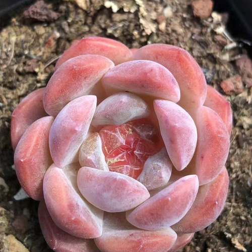 8.【札付き】桃福 ASOBINI 命名株 多肉植物 エケベリア 多肉植物 エケベリア 白桃ソーダ 4cm 抜き苗 1株 多肉植物 愛多肉-(AI