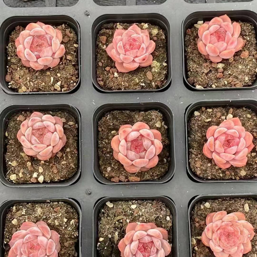 多肉☆白桃ソーダ・４苗・抜き苗 多肉植物 エケベリア 白桃ソーダ 4cm 抜き苗 1株 多肉植物 愛多肉-(AI