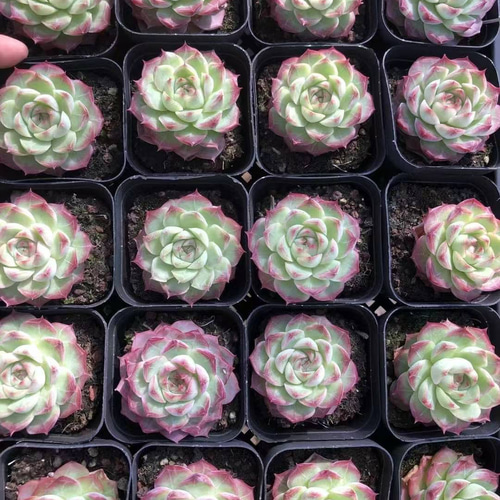 多肉植物 エケベリア Fairy Rose 4-5cm 抜き苗 1株 多肉植物 愛 多肉植物 エケベリア Fairy Rose 4-5cm 抜き苗 1株 多肉植物 愛