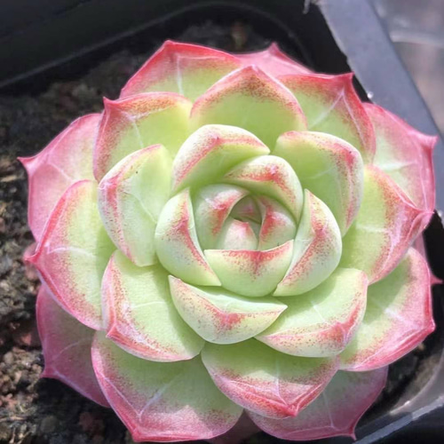 多肉植物 エケベリア Fairy Rose 4-5cm 抜き苗 1株 多肉植物 愛 多肉植物 エケベリア Fairy Rose 4-5cm 抜き苗 1株 多肉植物 愛
