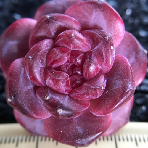 多肉植物 エケベリア purple fairy 4cm 抜き苗 1株 多肉植物 愛